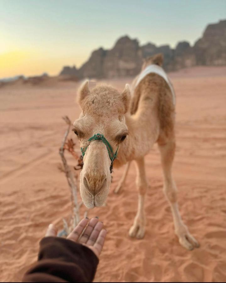Wadi Rum Desert Camp Ngoại thất bức ảnh