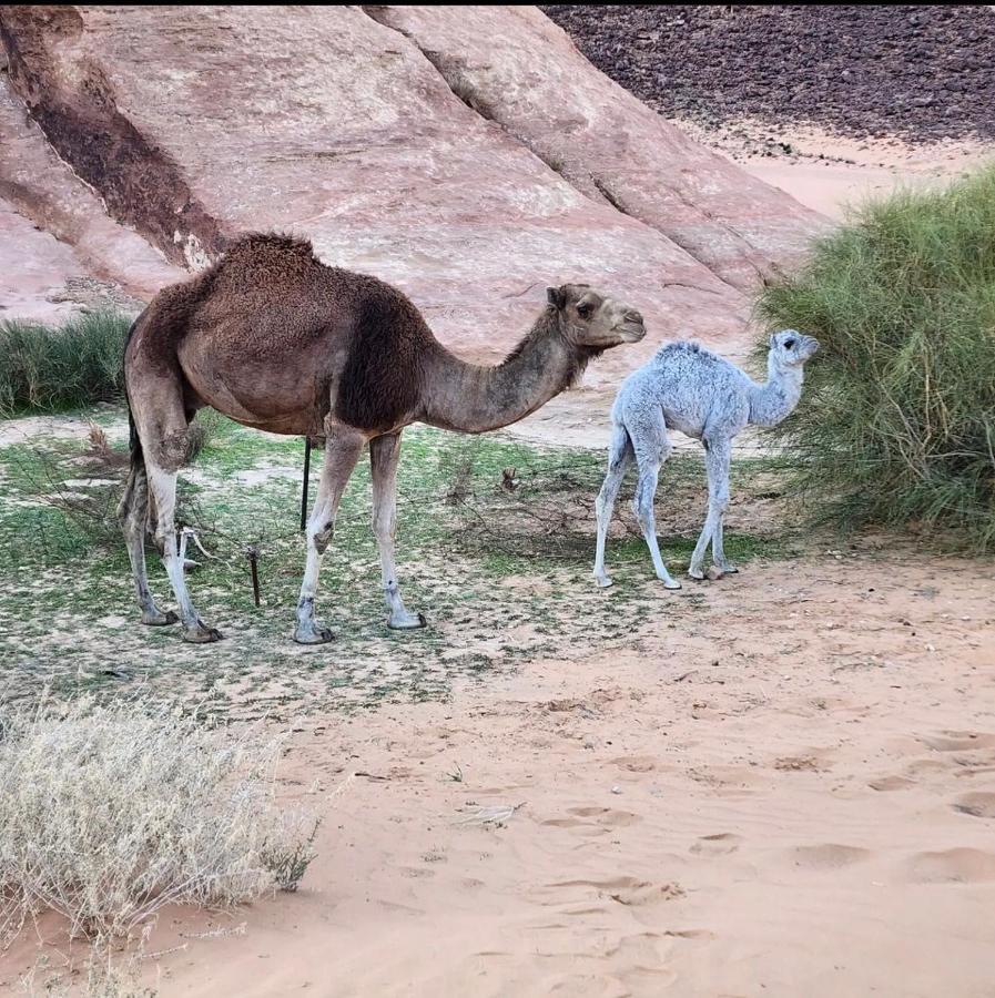 Wadi Rum Desert Camp Ngoại thất bức ảnh